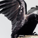 Illustration for article titled TIL there used to be a Crow Meat Lovers Associationem/em